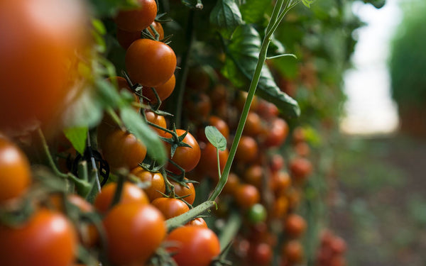 Pachinon IGP tomaatti on lajinsa arvostetuin – Kaikkein laadukkain tomaatti kasvaa Sisiliassa